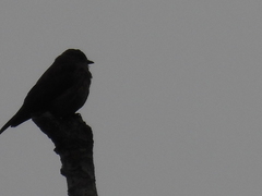 Bradornis fuliginosus