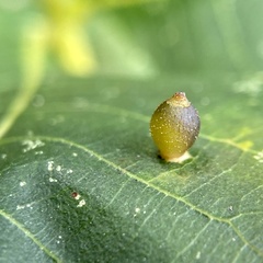 Caryomyia viscidolium
