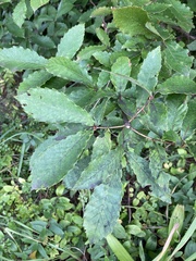 Quercus serrata