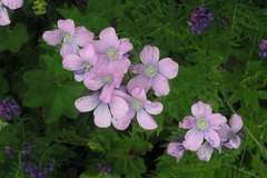 Linum hypericifolium
