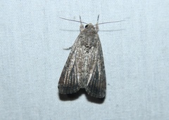 Spodoptera frugiperda