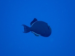Melichthys niger