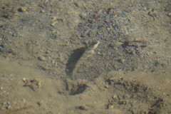 Cryptocentrus leptocephalus