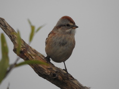 Spizelloides arborea