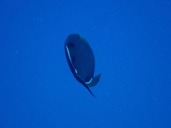 Melichthys niger