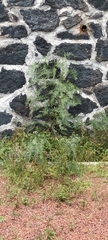 Schinus molle