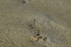 Cryptocentrus leptocephalus