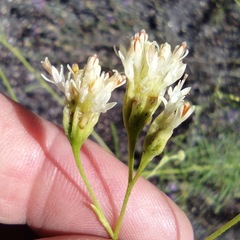 Hymenothrix loomisii