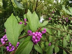 Callicarpa
