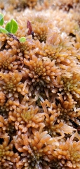 Sphagnum fuscum