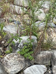 Aster kantoensis