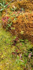 Sphagnum fuscum