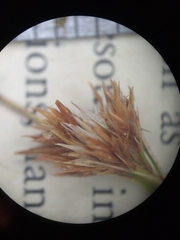 Rhynchospora pallida