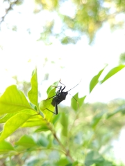 Notobitus meleagris