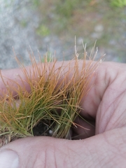 Trichophorum cespitosum