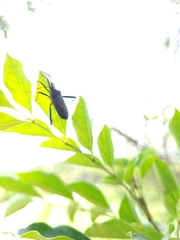 Notobitus meleagris