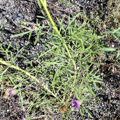 Hymenothrix loomisii