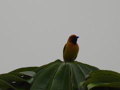 Ploceus
