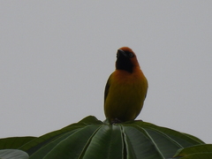 Ploceus