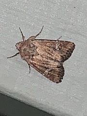 Lacinipolia stricta