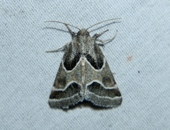 Schinia rivulosa