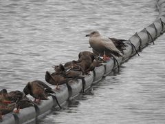 Larus glaucescens × hyperboreus