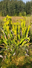 Sarracenia flava