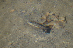 Cryptocentrus leptocephalus