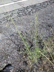 Hymenothrix loomisii