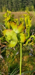 Sarracenia flava