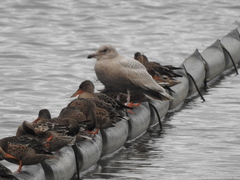 Larus glaucescens × hyperboreus