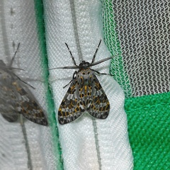Eucereon myrina