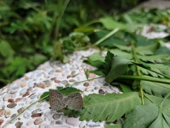Pseudozizeeria maha okinawana