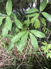 Quercus myrsinifolia
