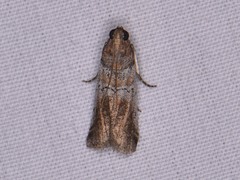 Chararica hystriculella