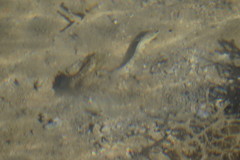 Cryptocentrus leptocephalus