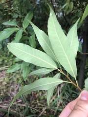 Quercus myrsinifolia