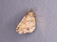 Macaria graphidaria