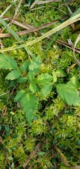 Rubus ursinus