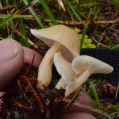 Clitocybe