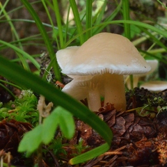 Clitocybe
