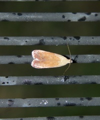 Anacampsis fullonella