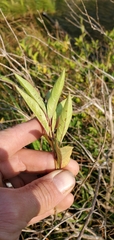 Lonicera involucrata