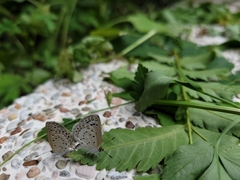 Pseudozizeeria maha okinawana