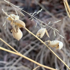 Crotalaria