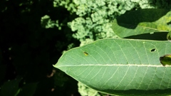 Asclepias syriaca