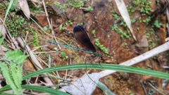 Atrocalopteryx melli