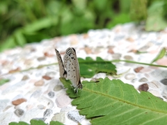 Pseudozizeeria maha okinawana