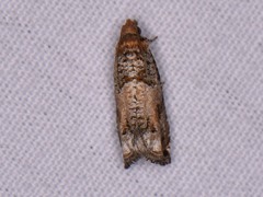 Epinotia