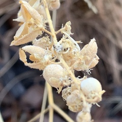 Crotalaria